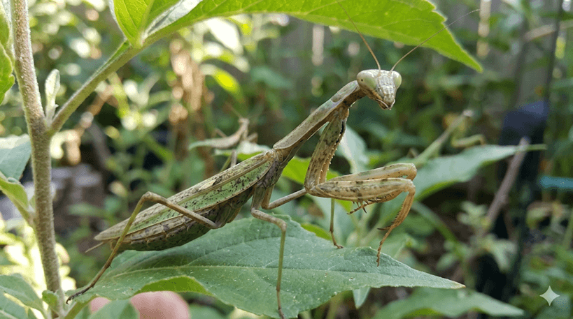 Praying Mantis (Carolina)